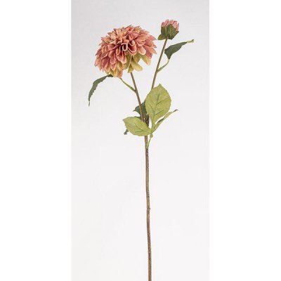 Vacker dahlia i mjuk rosa nyans 