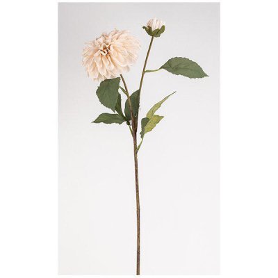 Vacker dahlia i mjuk beige nyans 