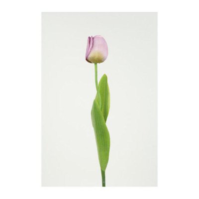 Ljus lila tulpan med gröna blad. Välarbetad, vacker och verklighetstrogen konstgjord modell.  Mäter 56cm  Säljes per styck en oc