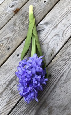 Blå hyacint i utslagen modell. Verklighetstrogen konst blomma i vacker välarbetad modell. Blå med gröna blad . Vacker i grupp om