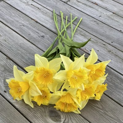 Vår vacker gul påsklilja med gröna blad. Blomman gör sig fint i en vas, i en bukett/arrangemang ensam eller tillsammans med fler