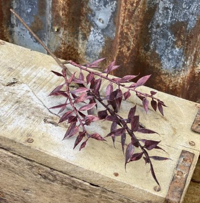 Ruscus kvist Burgundy med flera blad. Fyllig fin modell som är lika vacker ensam som tillsammans med fler eller andra blommor i