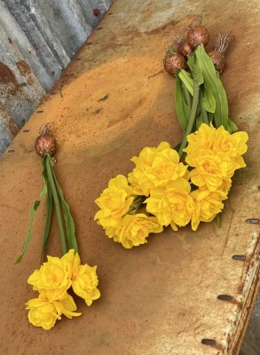 Vacker gul vår blomma Narciss med flera blommor lök och gröna blad. I modell som gör sig fint i en klar vas och låta rötterna fr