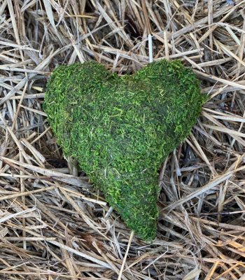 Vackert  hjärta i grön mossa. Att dekorera med inomhus som utomhus. Ha det liggandes eller på dörren ist för en dörrkrans.  Mäte