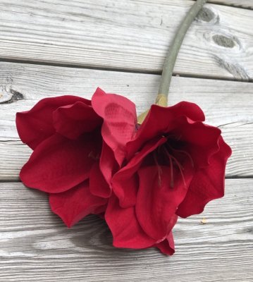Vacker röd Amaryllis med lång stjälk. Utan lök i så kallad snittblomma för vaser och buketter tex. Med flera blommor i olika sto