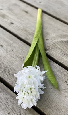 Vit hyacint i utslagen modell. Verklighetstrogen konst blomma i vacker välarbetad modell. Vit med gröna blad . Vacker i grupp om