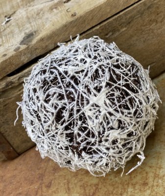 Gren boll med puder snö. Natur material bearbetad till en fast boll. Att ha som bas i ett blomster arrangemang till snitt blommo