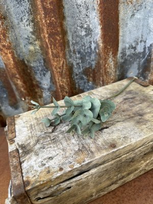 Grön fler grenad eucalyptus kvist 