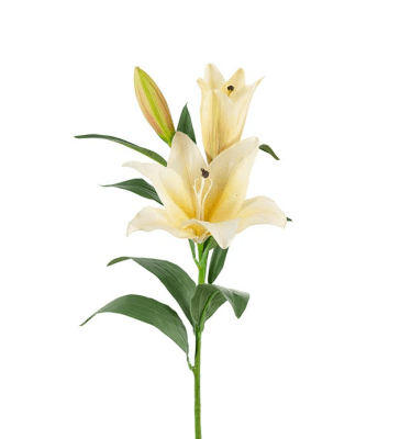 Gul lilja med flera blommor och gröna blad 