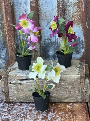 Vacker julros i kruka