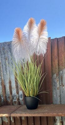 Stor blomma / väst Plymspirea med stora fluffiga blommor
