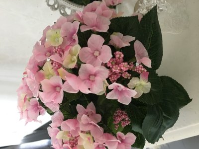 Vacker rosa hortensia med gröna blad i kruka. Välarbetad i fyllig modell och mjuk rosa nyans. Blomman står i en plastad svart in