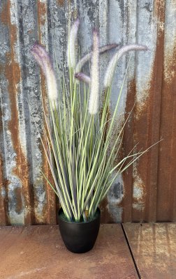 Blomma / väst Taggäxing i kruka med fluffiga blommor 