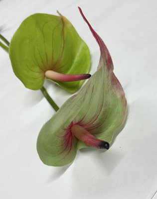 Anthurium blomma i grönt och rosa