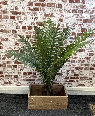 Stor hög grön växt med flera blad i kruka