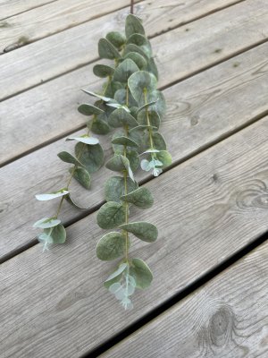 Eucalyptus kvist fler grenad i gröna nyanser