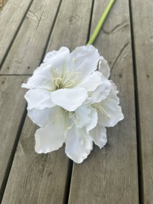 Vit stor amaryllis med lång stjälk