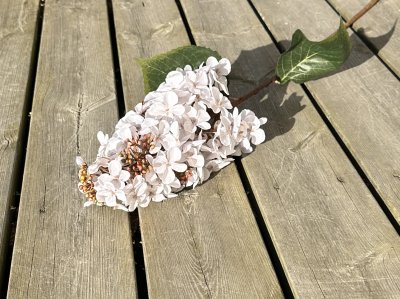 Vit Hortensia i större modell 