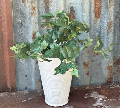 Murgröna mörkgrön i kruka häng modell