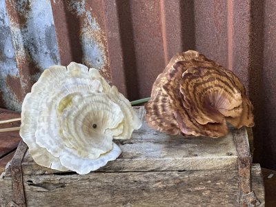 Lackticka annorlunda höst blomma i snitt modell