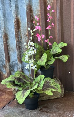 Färgglad blomma Alunrot i kruka