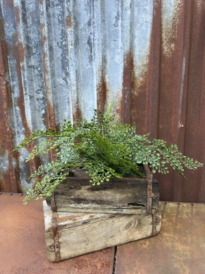 Grön Adiantum i kruka med flera spretiga blad