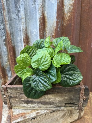 Grön Peperomia blomma / växt i kruka med flera gröna blad