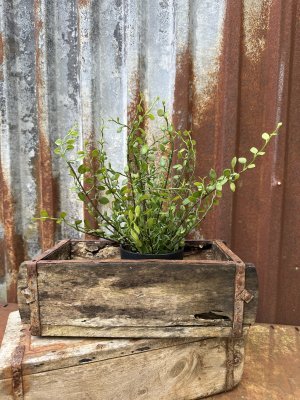 Grön Muehlenbeckia blomma / växt i kruka 