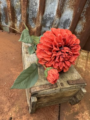 Vacker dahlia i orange nyans 
