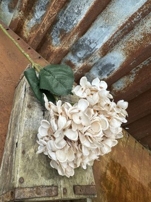 Höst Hortensia vit med gröna blad 