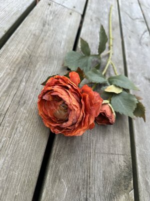 Höst ranunkel med dubbla blommor och gröna blad