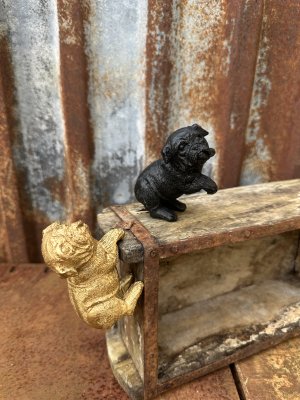 Klättrande hund i svart och guld