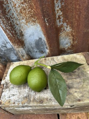 Lime kvist / gren med lime och gröna blad