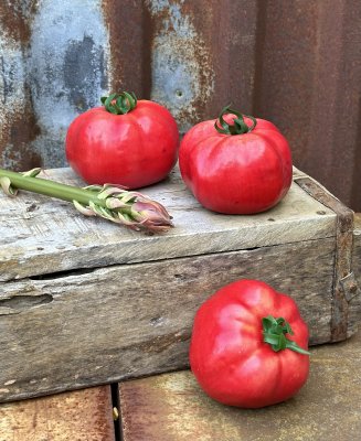 Konstgjord röd tomat i lite större ”bifftomat ” storlek . Välarbetad i verklighetstrogen modell med grön blast upptill . Mäte