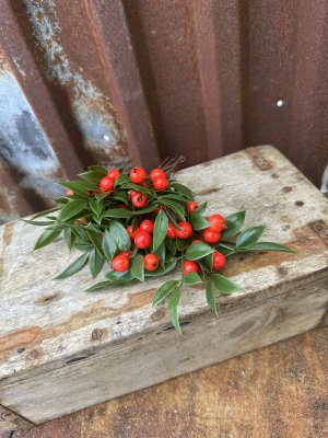 Kvist / gren med rönnbär och gröna blad