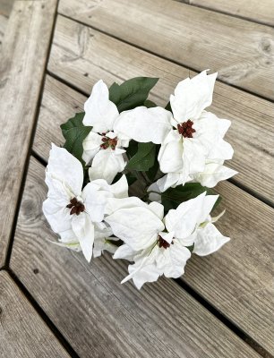 Bukett med vita julstjärnor 