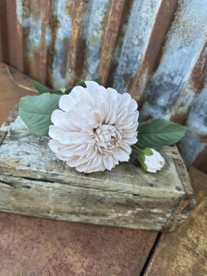 Vacker dahlia i mjuk beige nyans 