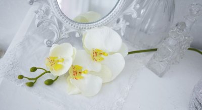 Vit Orkidé Phalaenopsis kvist med flera vita blommor. Att dekorera med ensam i en vas eller i ett bukett / arrangemang med flera