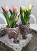 Tulpaner i kruka med vita och rosa blommor och gröna blad. Finns i två modeller. -Vita -Rosa Båda står i en plastad innerkruka s