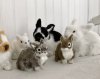 Kanin med päls konstgjord verklighetstrogen