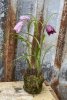 Vacker moss beklädd planta med kungsängsliljor Frittilaria . Stilfulla lila färgade klockor med gröna blad. Välarbetad och verkl