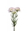 Scabiosa blomma i tre olika nyanser -Vit -Rosa -Lila En vacker sommar blomma som passar lika bra ensam i en vas som i en bukett