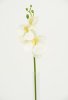 Vit Orkidé Phalaenopsis kvist med flera vita blommor. Att dekorera med ensam i en vas eller i ett bukett / arrangemang med flera