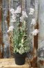 Vacker vit och lila lavendel i innerkruka . Verklighetstrogen konst blomma. Med gröna blad och flera blommor. Stjälkar och blad