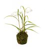 Vacker moss beklädd planta med kungsängsliljor Frittilaria. Med stilfulla vita klockor och gröna blad. Välarbetad och verklighet