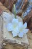 Vacker Amaryllis utan lök i så kallad snittblomma modell för vaser och buketter mm. Med flera blommor i olika storlekar. Finns i