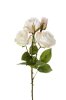 Vacker vit ros buskros i hög modell. Med två utslagna blommor, en knopp och flera gröna blad. Lika vacker att ha ensam i en vas
