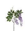 Visteria blomma med vackert fall