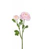 Vacker vit Ranuncel med rosa inslag. Fyllig blomma med knopp och gröna blad. lika vacker att ha ensam som flera tillsammans i en