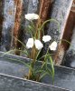 Vacker moss beklädd planta med kungsängsliljor Frittilaria. Med stilfulla vita klockor och gröna blad. Välarbetad och verklighet